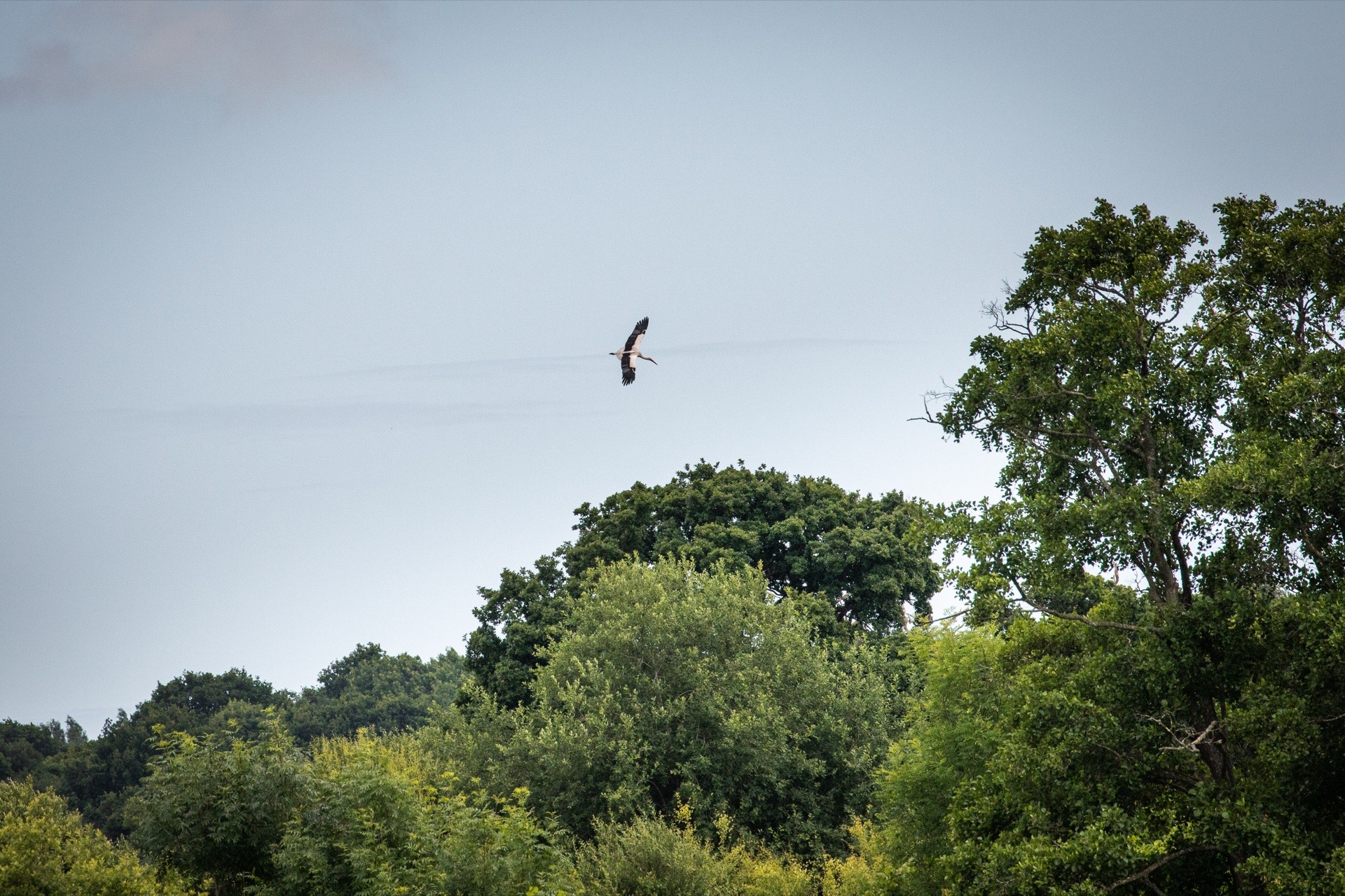 Birdlife at Knepp